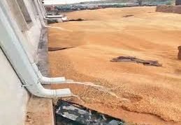 बिन-मौसम बारिश से आफत, खुले में पड़ा लाखों क्विंटल गेहूं बारिश की भेंट चढ़ा