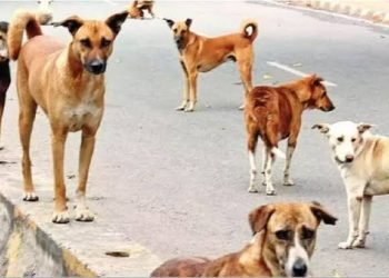 भोपाल में आवारा कुत्तों का आतंक 7 साल के मासूम बच्चे पर किया अटैक 