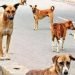 भोपाल में आवारा कुत्तों का आतंक 7 साल के मासूम बच्चे पर किया अटैक