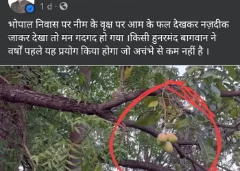 अजब – गजब : Mp के मंत्री प्रहलाद पटेल के घर लगा नीम का पेड़ दे रहा आम के फल