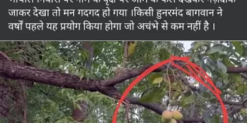 अजब – गजब : Mp के मंत्री प्रहलाद पटेल के घर लगा नीम का पेड़ दे रहा आम के फल