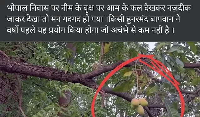 अजब – गजब : Mp के मंत्री प्रहलाद पटेल के घर लगा नीम का पेड़ दे रहा आम के फल