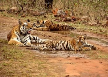 मध्यप्रदेश में “बाघों” के संरक्षण में लापरवाही अब तक 151 की मौत, मांगा जवाब