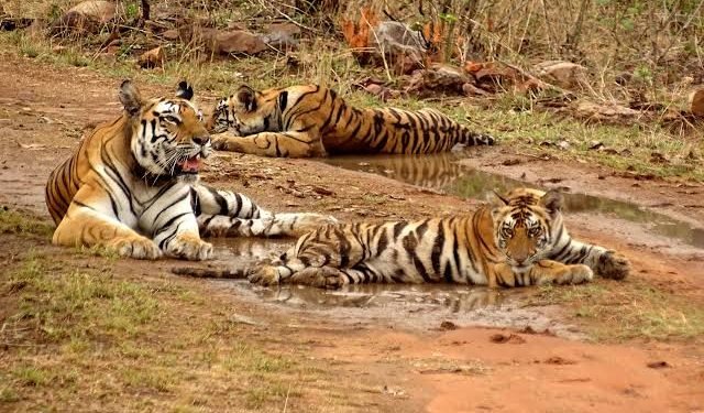 मध्यप्रदेश में “बाघों” के संरक्षण में लापरवाही अब तक 151 की मौत, मांगा जवाब