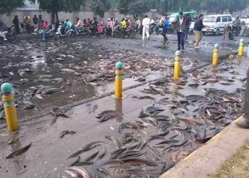 मध्यप्रदेश के रीवा-प्रयागराज हाईवे पर मछली से भरा ट्रक पलटा