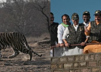Mp के शिवपुरी में माधव टाइगर रिजर्व, गूंजेगी टाइगर की दहाड़