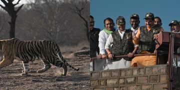 Mp के शिवपुरी में माधव टाइगर रिजर्व, गूंजेगी टाइगर की दहाड़