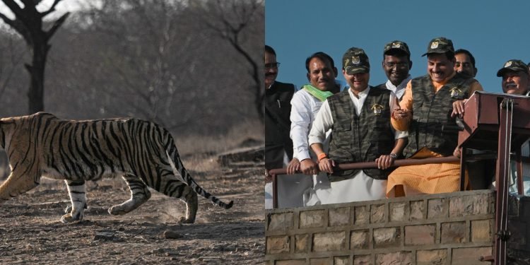 Mp के शिवपुरी में माधव टाइगर रिजर्व, गूंजेगी टाइगर की दहाड़