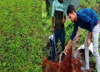 मछली के जाल में फंस गया देश का सबसे जहरीला सांप बैंडेड करैत 