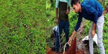 मछली के जाल में फंस गया देश का सबसे जहरीला सांप बैंडेड करैत 