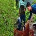 मछली के जाल में फंस गया देश का सबसे जहरीला सांप बैंडेड करैत