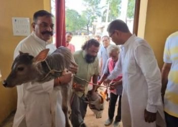 मध्यप्रदेश के हरदा में “गर्भवती” गायों की इंसानों जैसी होगी डिलेवरी 