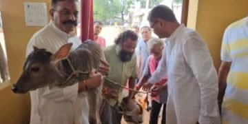 मध्यप्रदेश के हरदा में “गर्भवती” गायों की इंसानों जैसी होगी डिलेवरी 