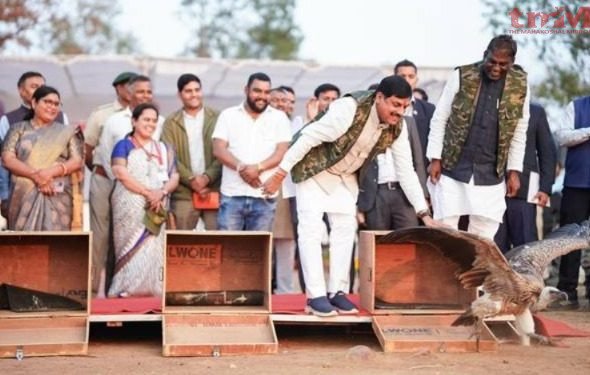 मुख्यमंत्री डॉ. यादव ने लुप्तप्राय प्रजातियों के 5 गिद्धों को हलाली डेम जल क्षेत्र में किया मुक्त