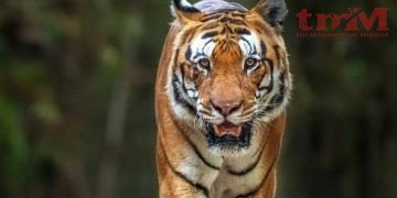 अलविदा “पुजारी”… बांधवगढ़ का “राजा” जो कैमरा फ्रेंडली था..