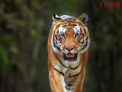 अलविदा “पुजारी”… बांधवगढ़ का “राजा” जो कैमरा फ्रेंडली था..