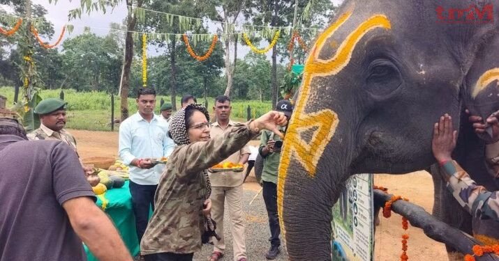 सतपुड़ा टाइगर रिजर्व में हाथियों के स्वास्थ्य, पोषण एवं समग्र कल्याण को समर्पित सात दिवसीय “हाथी महोत्सव” का शुभारंभ