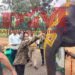 सतपुड़ा टाइगर रिजर्व में हाथियों के स्वास्थ्य, पोषण एवं समग्र कल्याण को समर्पित सात दिवसीय “हाथी महोत्सव” का शुभारंभ