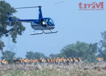 मध्य प्रदेश में अनोखा रेस्क्यू हिरण पकड़ रहे दक्षिण अफ्रीका के एक्सपर्ट 8 दर्जन कृष्णमृग पकड़े