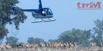 मध्य प्रदेश में अनोखा रेस्क्यू हिरण पकड़ रहे दक्षिण अफ्रीका के एक्सपर्ट 8 दर्जन कृष्णमृग पकड़े