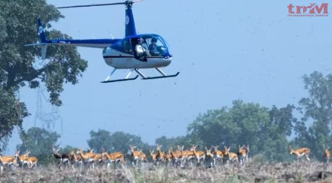 मध्य प्रदेश में अनोखा रेस्क्यू हिरण पकड़ रहे दक्षिण अफ्रीका के एक्सपर्ट 8 दर्जन कृष्णमृग पकड़े