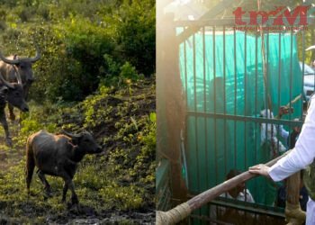 मध्य प्रदेश कान्हा टाइगर रिजर्व के सूपखार में 100 साल बाद जंगली भैंसों की वापसी