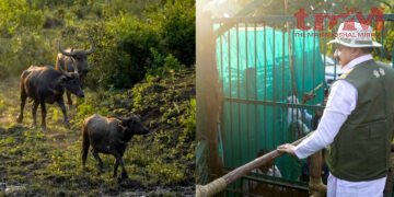 मध्य प्रदेश कान्हा टाइगर रिजर्व के सूपखार में 100 साल बाद जंगली भैंसों की वापसी