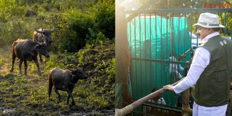 मध्य प्रदेश कान्हा टाइगर रिजर्व के सूपखार में 100 साल बाद जंगली भैंसों की वापसी